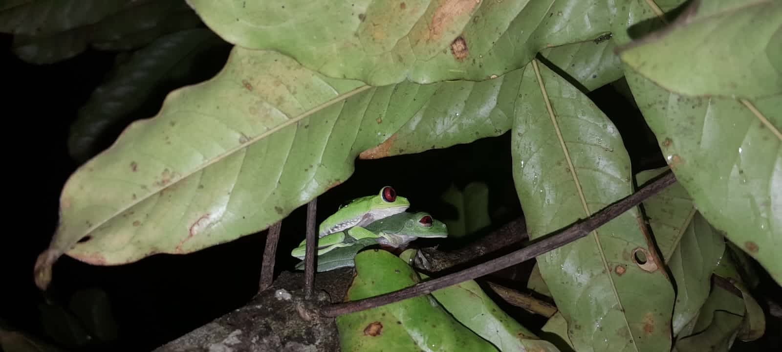 Green Night Frog